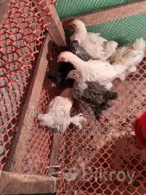 কাগারনাথ মোরগ বিক্রি করা হবে