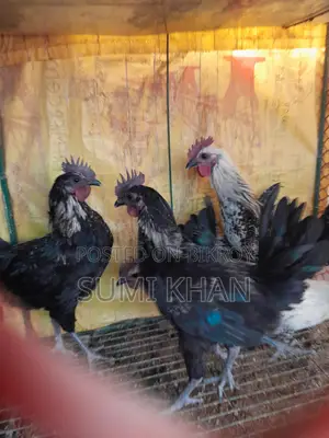 কাগারনাথ মোরগ বিক্রি করা হবে