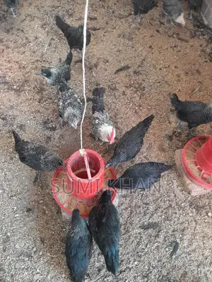 কাগারনাথ মোরগ বিক্রি করা হবে