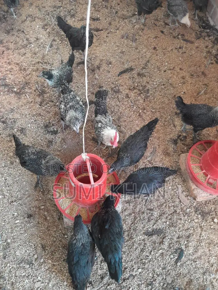 কাগারনাথ মোরগ বিক্রি করা হবে