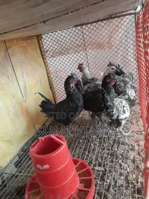 কাগারনাথ মোরগ বিক্রি করা হবে