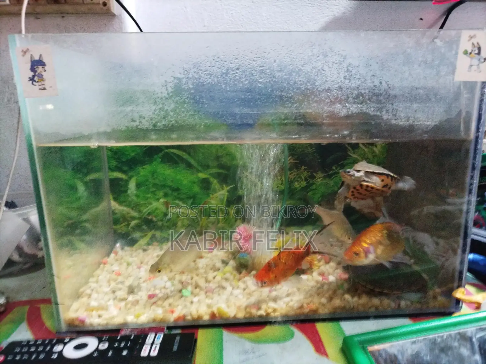 Fish for Sale with Combo