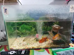 Fish for Sale with Combo