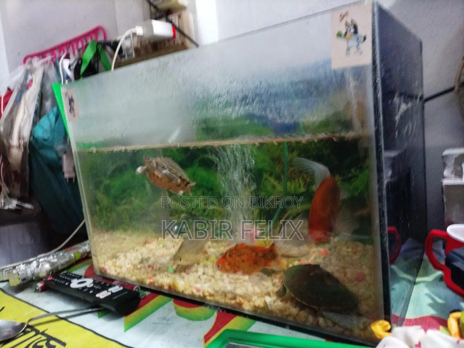 Fish for Sale with Combo
