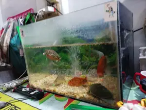 Fish for Sale with Combo