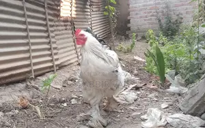 ব্রাহমা মুরগির 20-ডিম