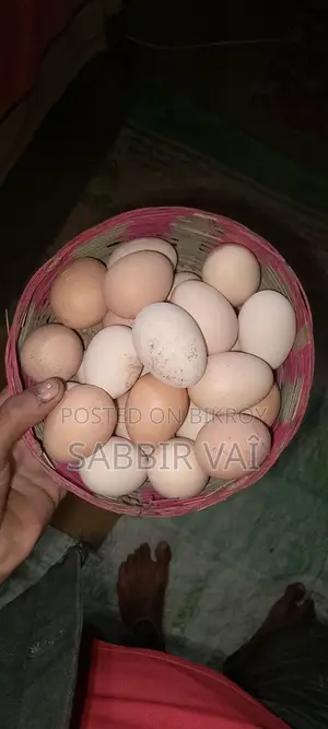 ব্রাহমা মুরগির 20-ডিম