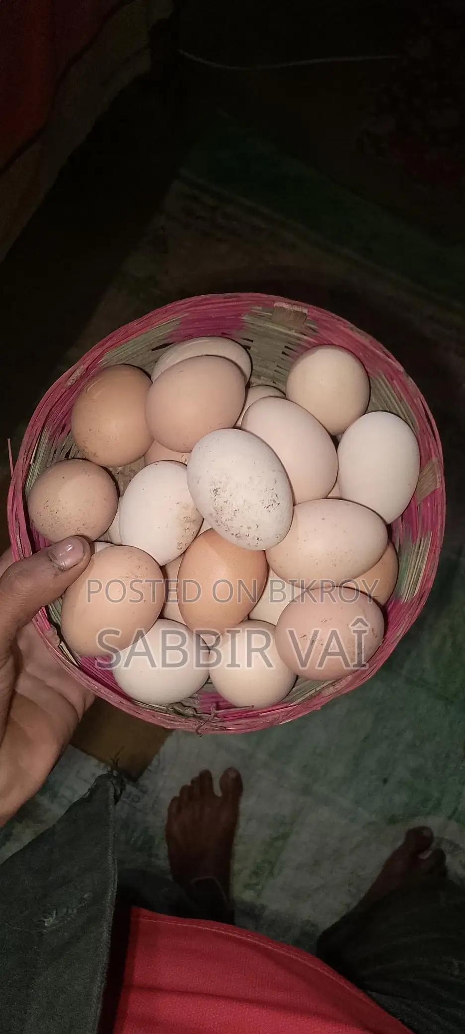 ব্রাহমা মুরগির 20-ডিম