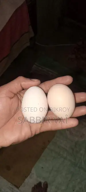 ব্রাহমা মুরগির 20-ডিম