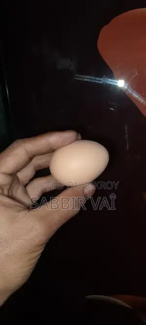 ব্রাহমা মুরগির 20-ডিম