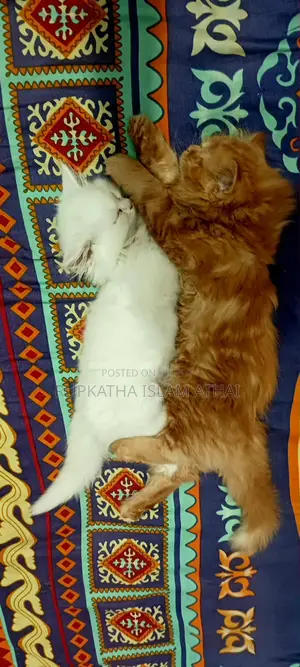 আমি স্টুডেনন্ট। বিড়ালের অনেক শখ ছিলো।তাই কিনেছি।এখন টাকার সংকটে পড়েছি