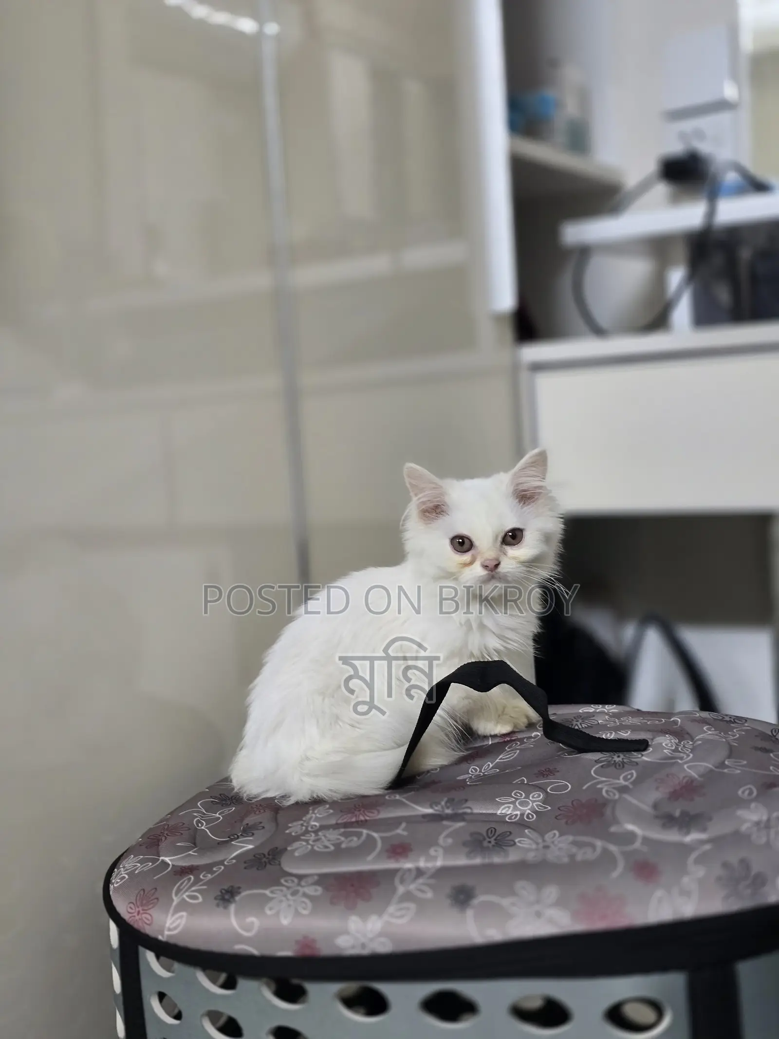 Persian Female Cat
