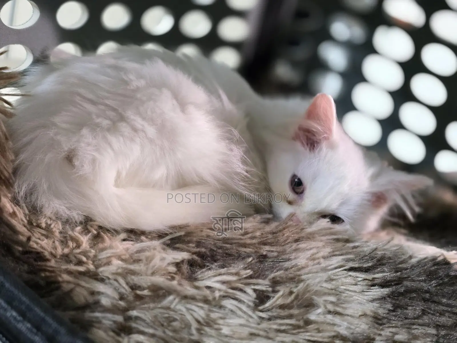 Persian Female Cat