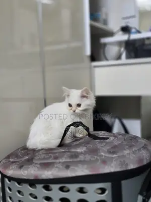 Persian Female Cat