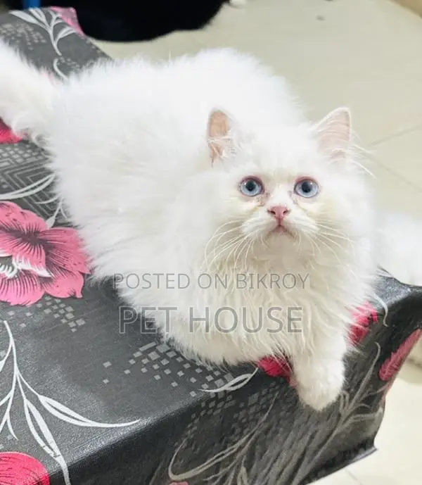 1-3 months Male Purebred Persian