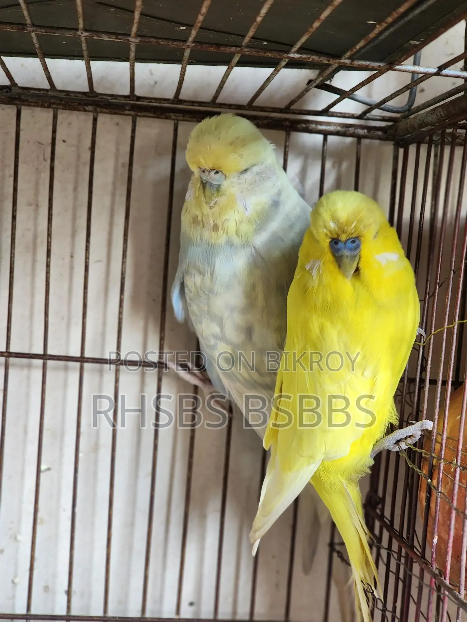 English Budgie Bird