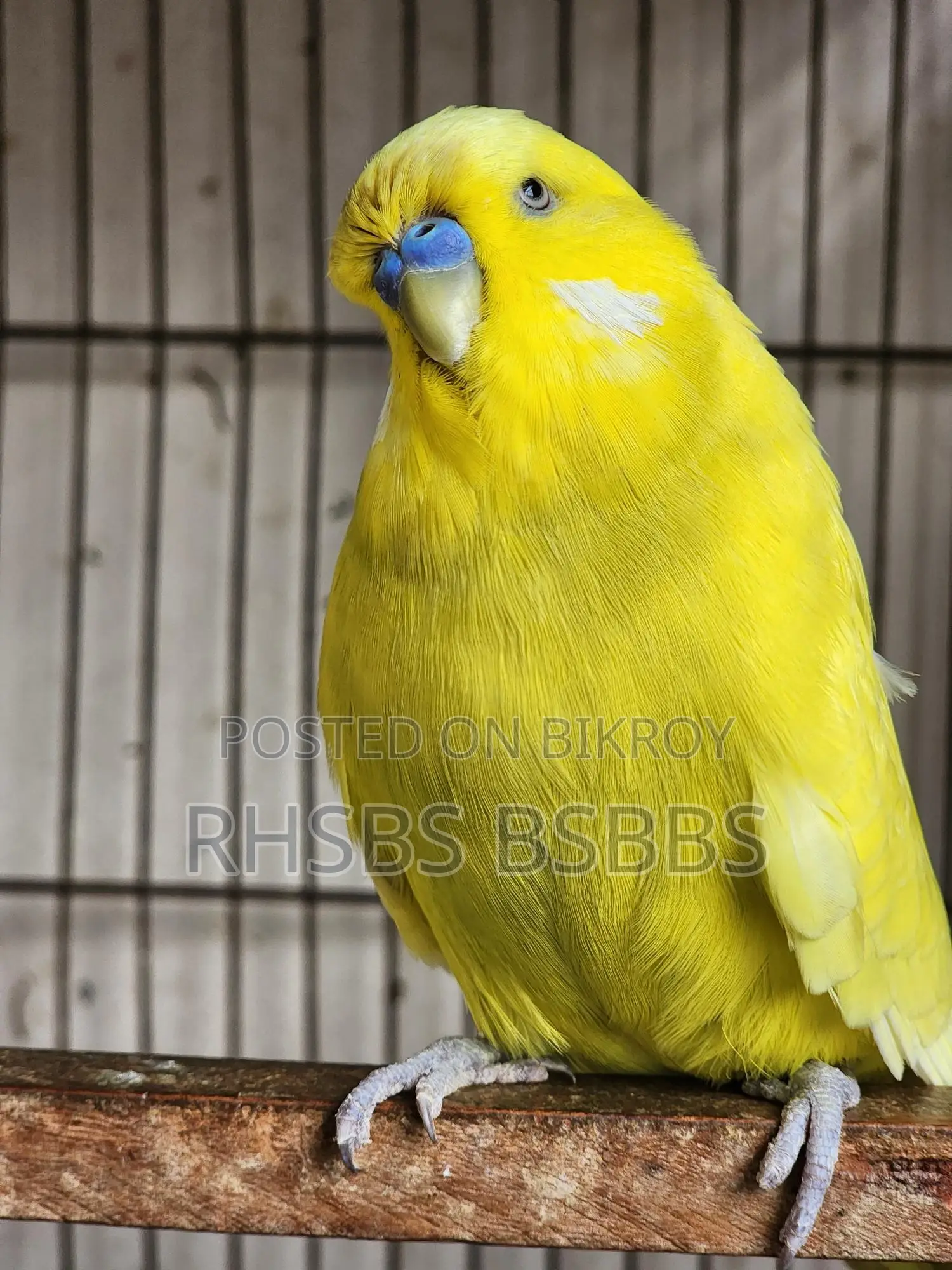 English Budgie Bird
