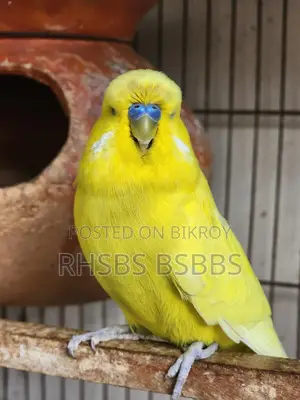 English Budgie Bird