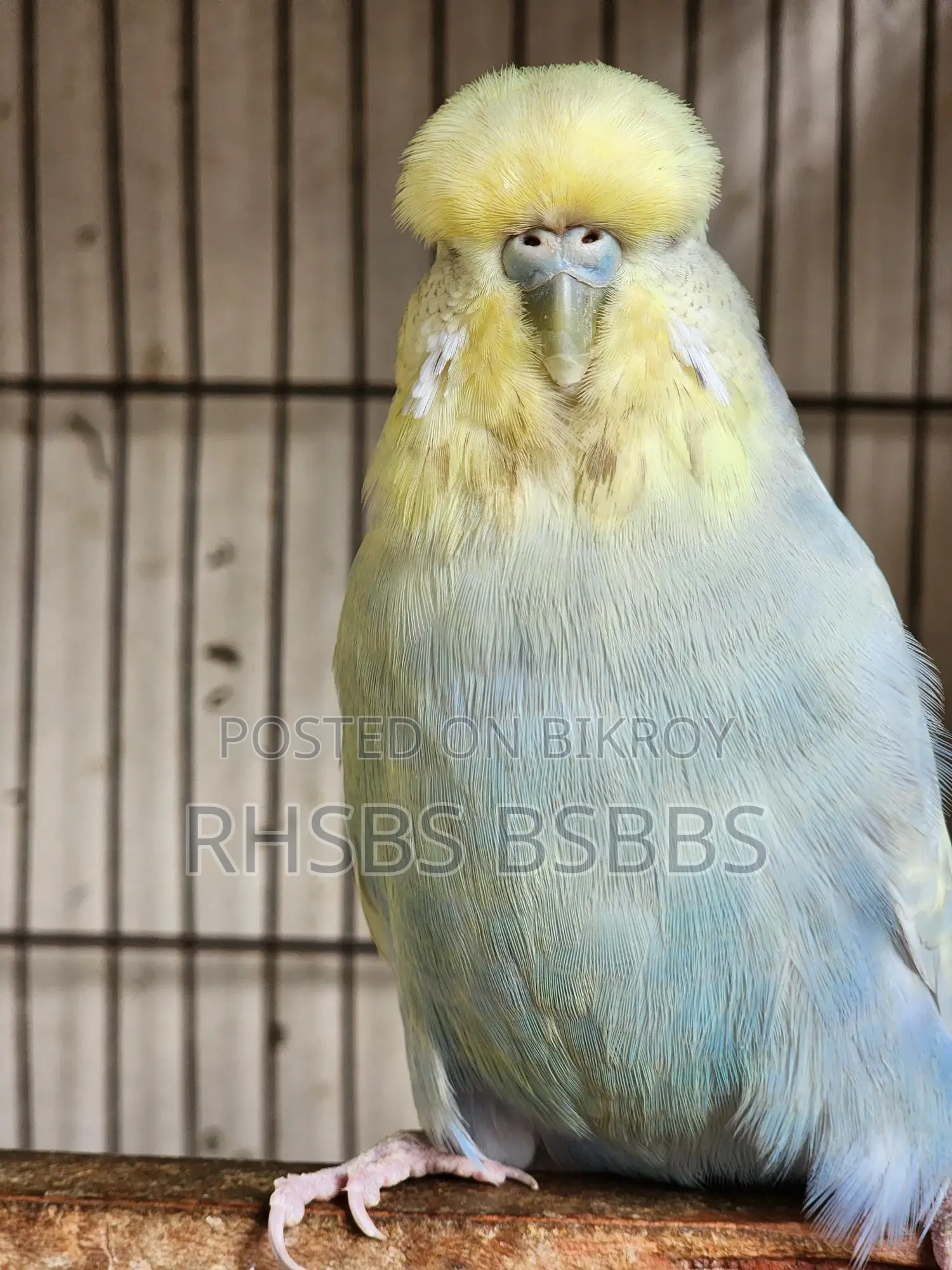English Budgie Bird
