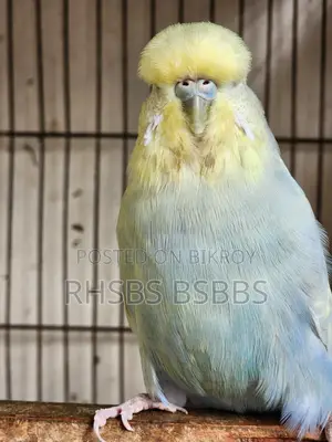 English Budgie Bird