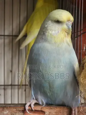 English Budgie Bird