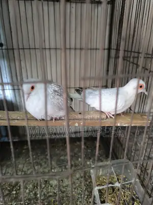 তিন জোড়া বাজিগর এক জাভা ডায়মন্ড