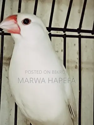 তিন জোড়া বাজিগর এক জাভা ডায়মন্ড
