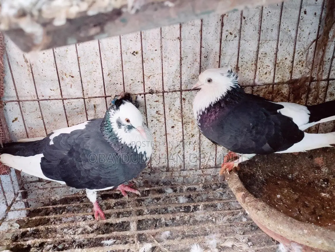 Pigeons for sale