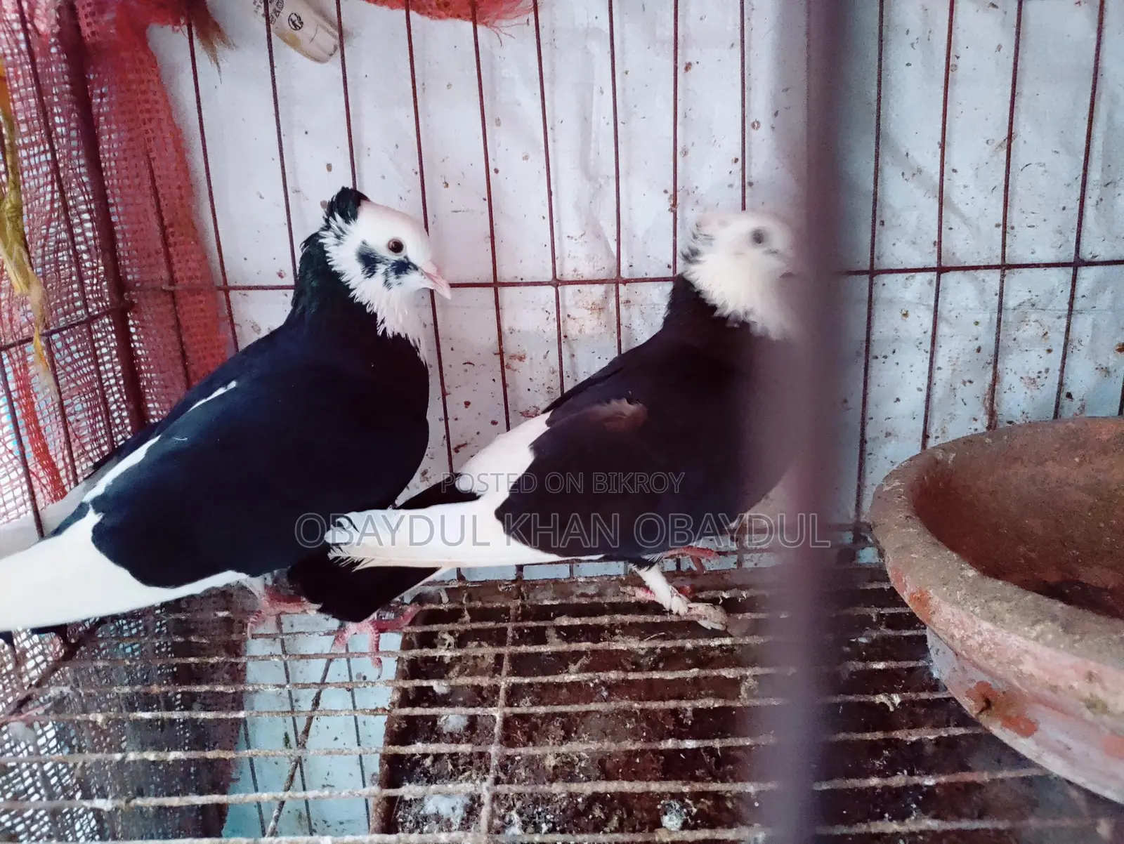 Pigeons for sale