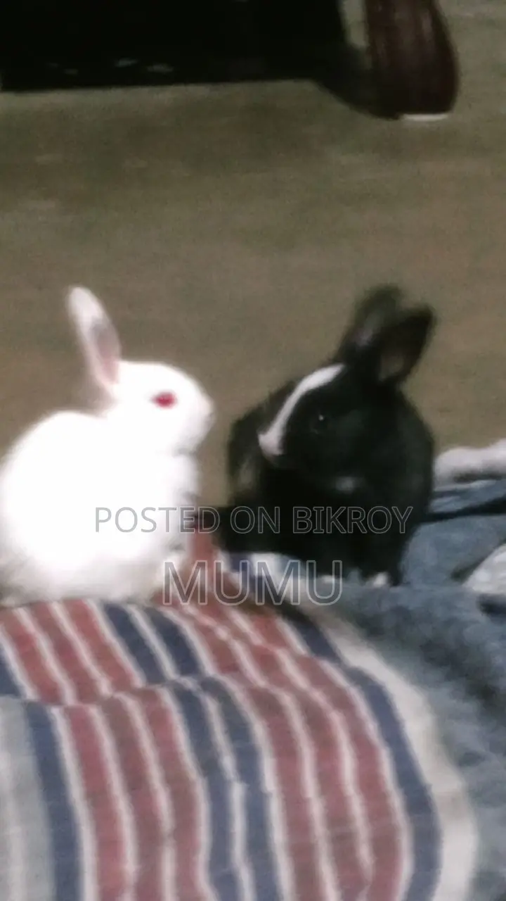 Little Rabbit