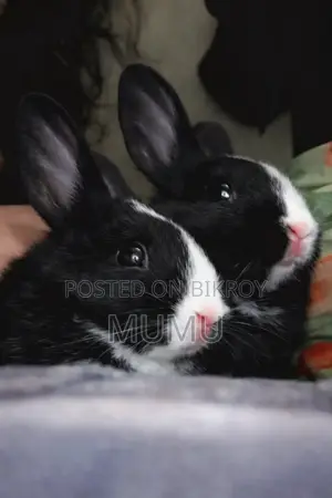 Little Rabbit