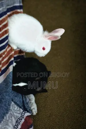 Little Rabbit