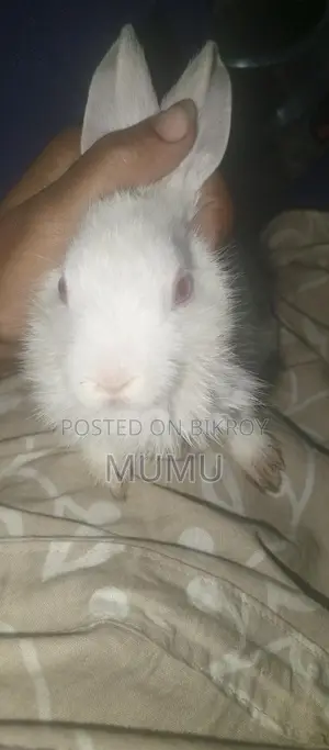 Little Rabbit
