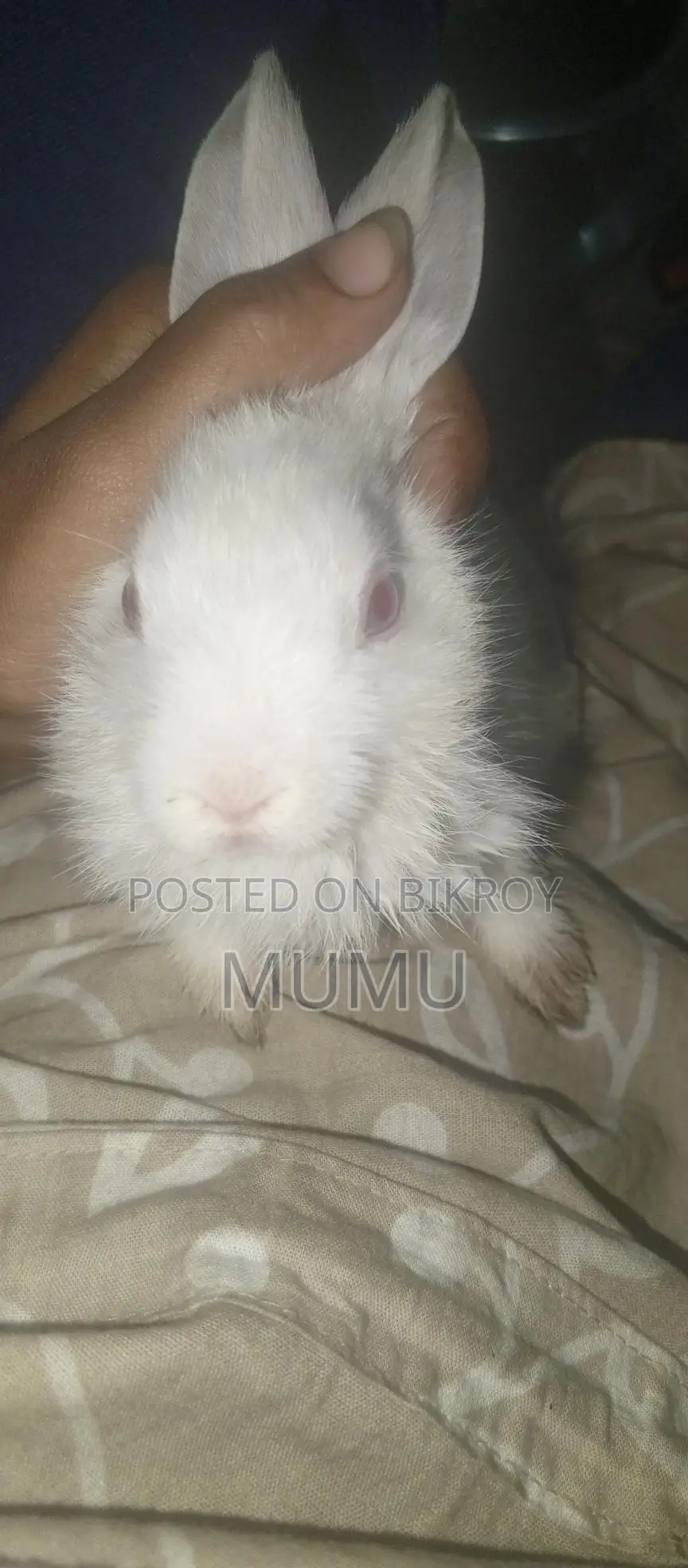 Little Rabbit