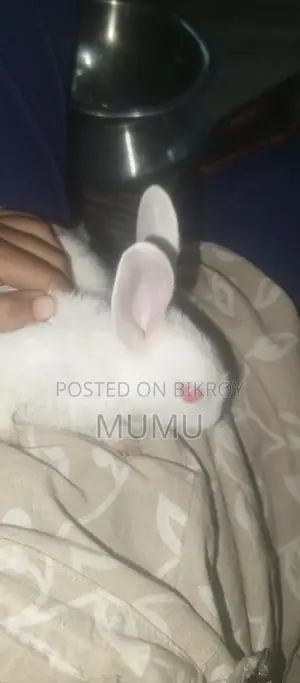 Little Rabbit