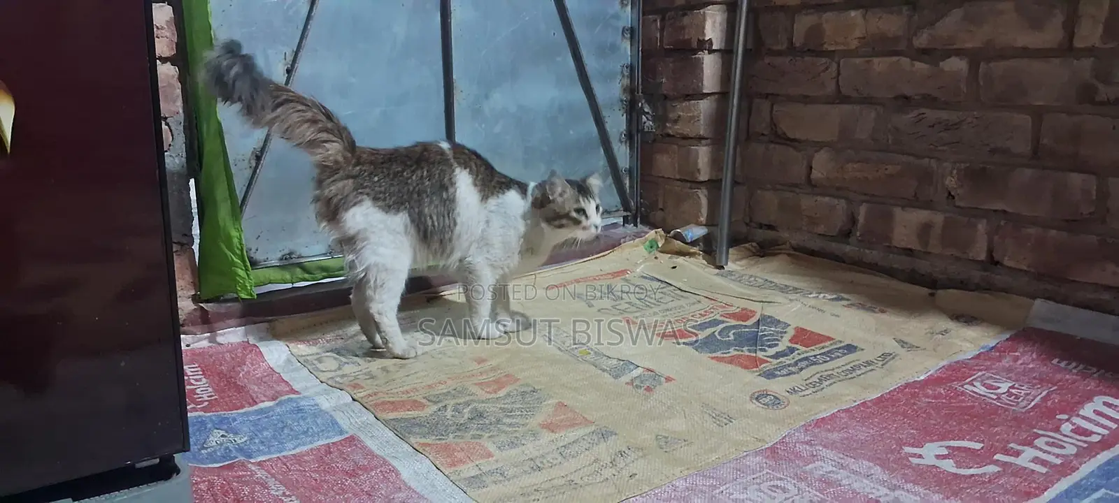 বিড়াল বিক্রি