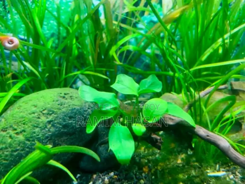 Planted Shirmp Tank Aquarium