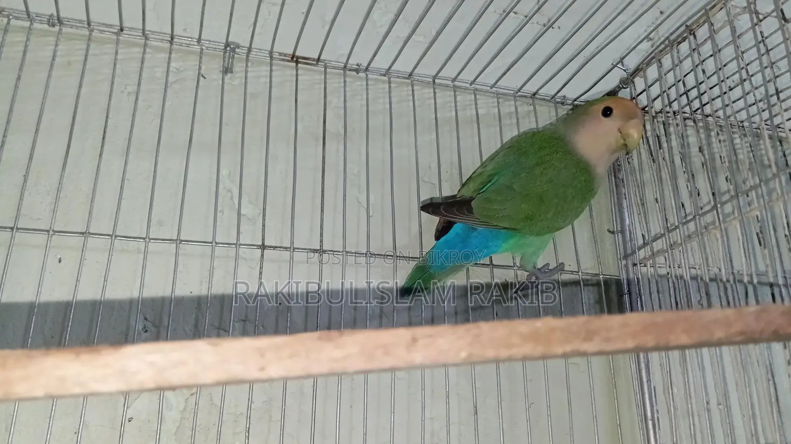 Love Bird Female