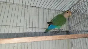 Love Bird Female