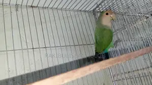 Love Bird Female