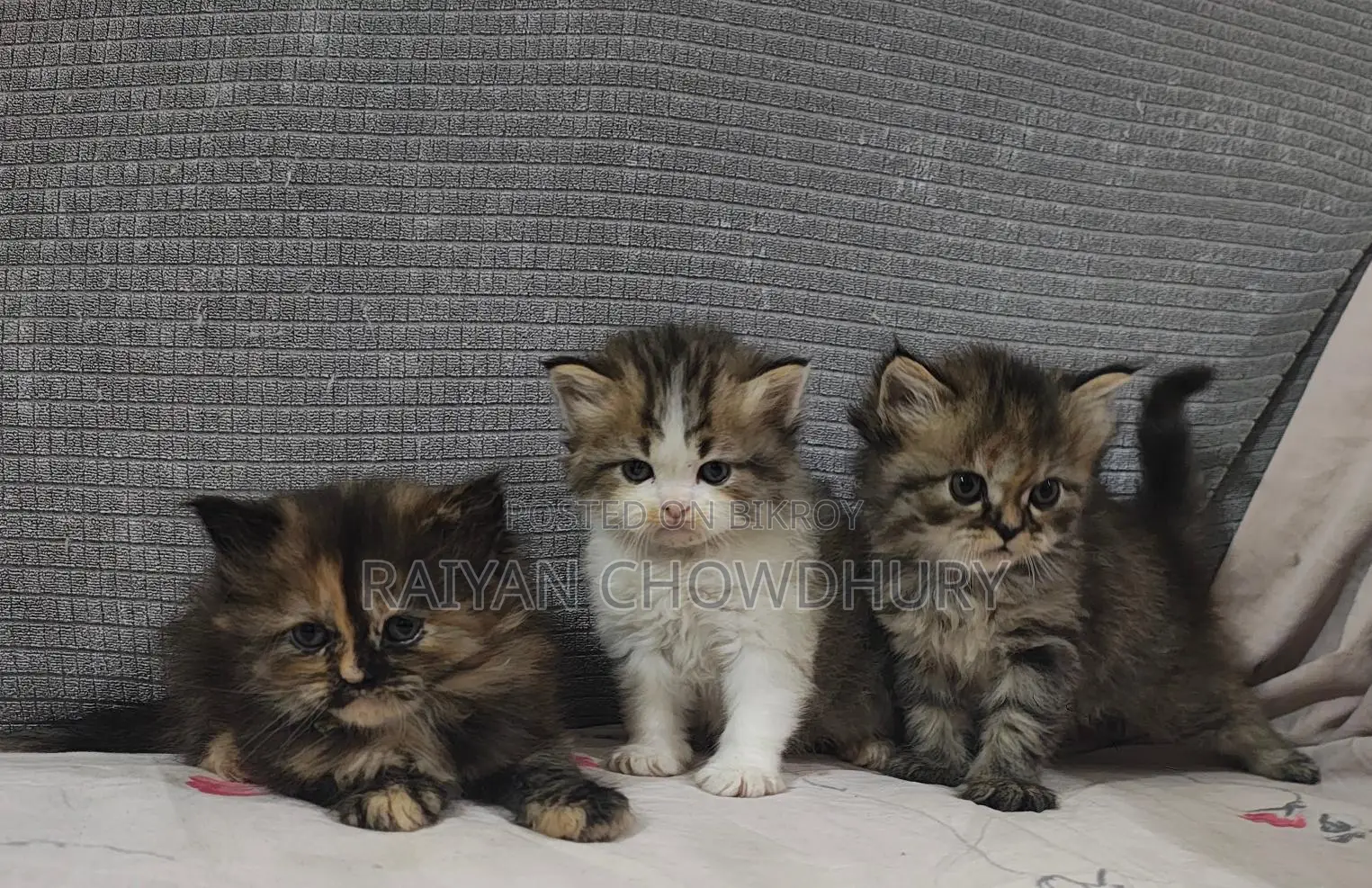 Semi Punch Persian Kitten
