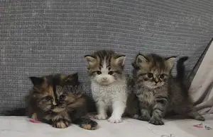 Semi Punch Persian Kitten