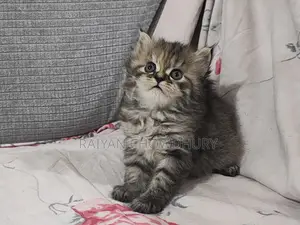 Semi Punch Persian Kitten