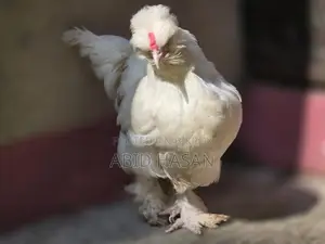 Sultan Pair (Running)