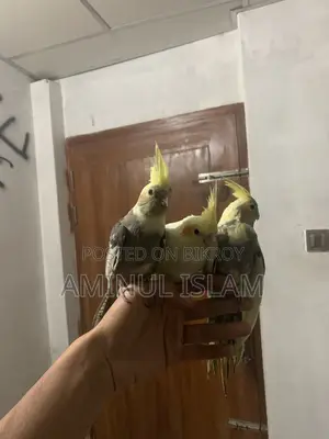 কোকাটেল পাখি