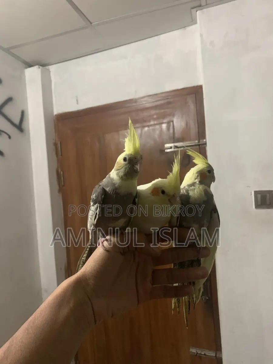 কোকাটেল পাখি