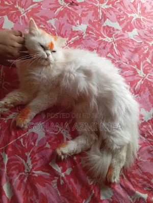 Traditional Persian Adult Female