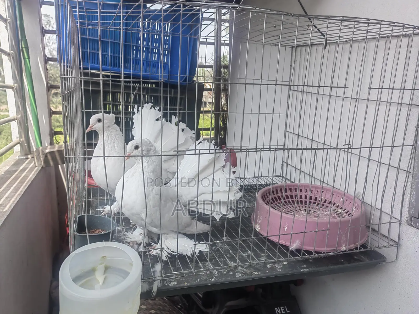 Pigeons for sale