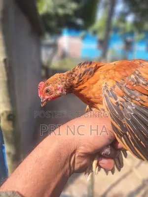 Some native chicken chicks for sale