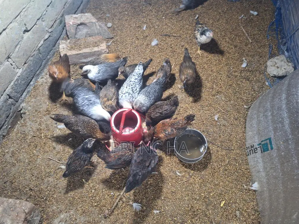 Some native chicken chicks for sale
